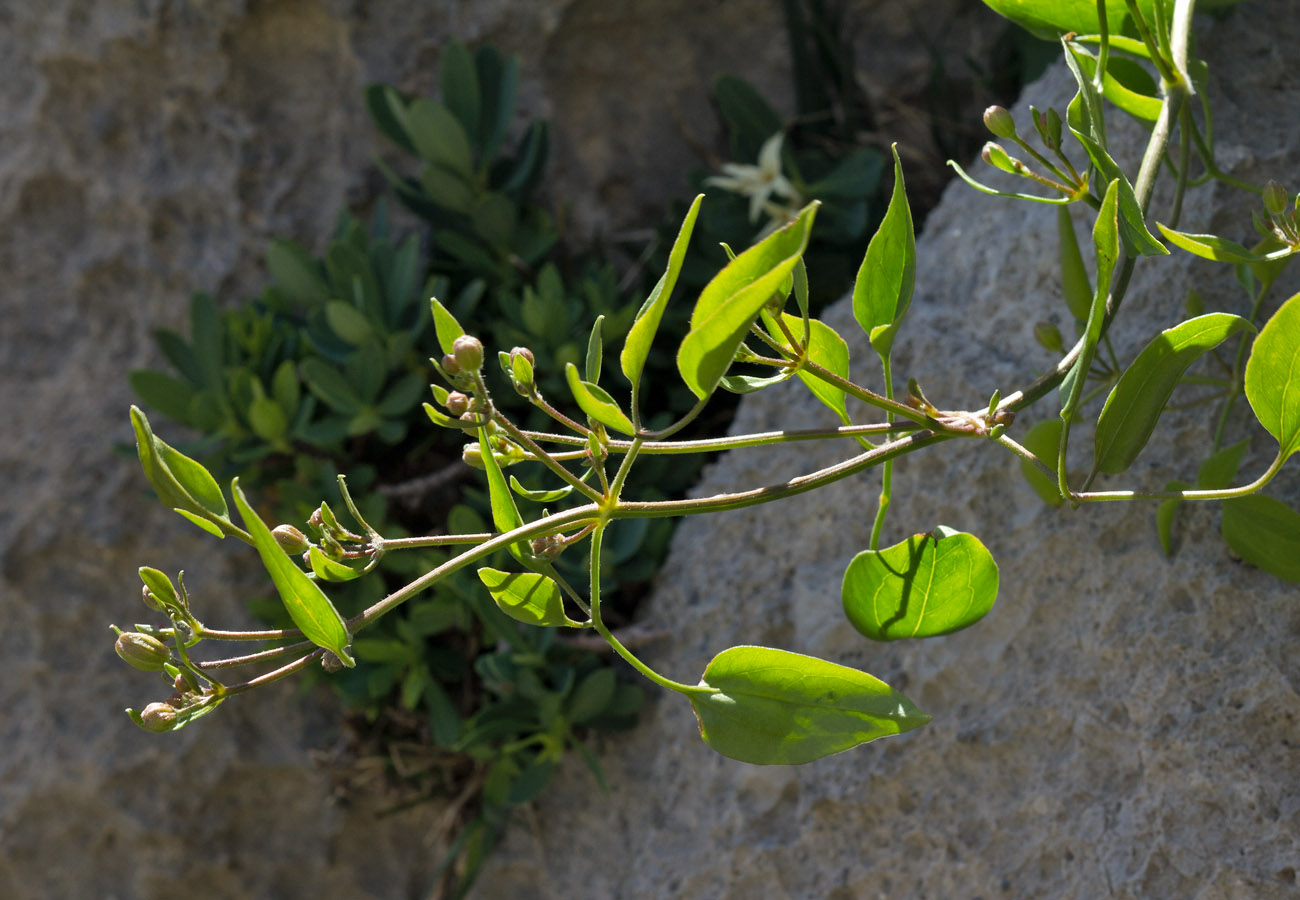 Image of Clematis elisabethae-carolae specimen.