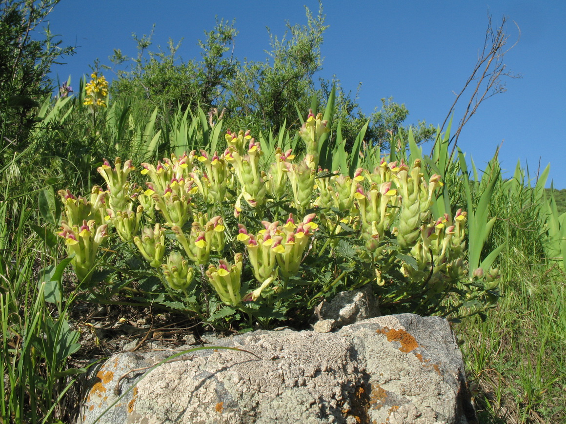 Изображение особи Scutellaria transiliensis.