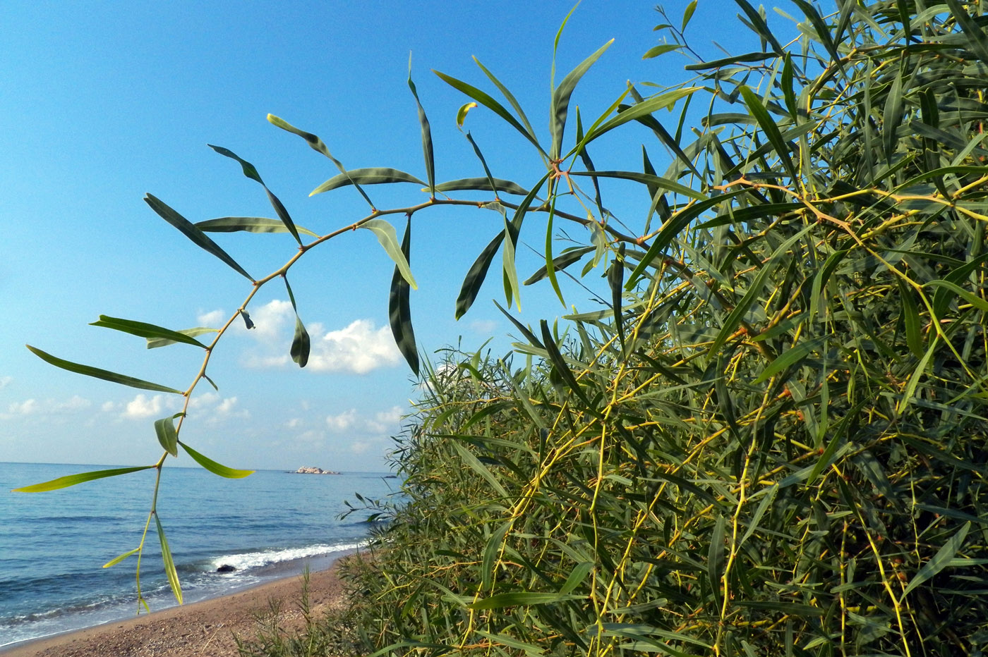 Image of genus Acacia specimen.