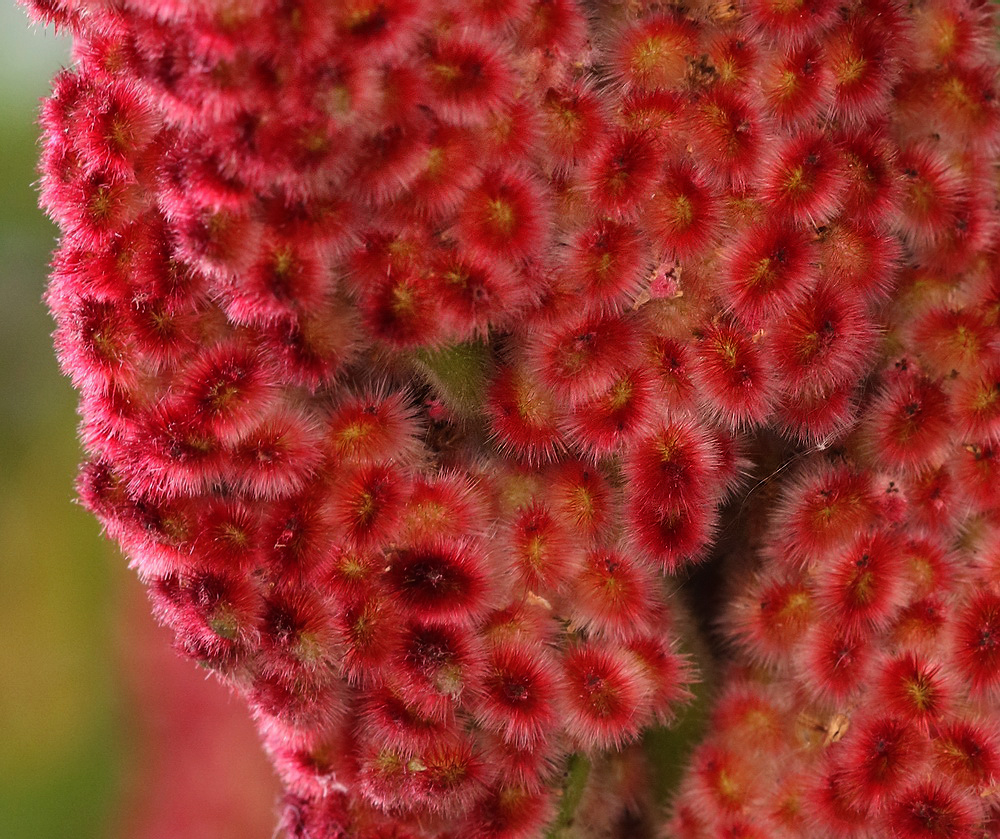 Image of Rhus typhina specimen.