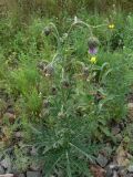 Cirsium pendulum