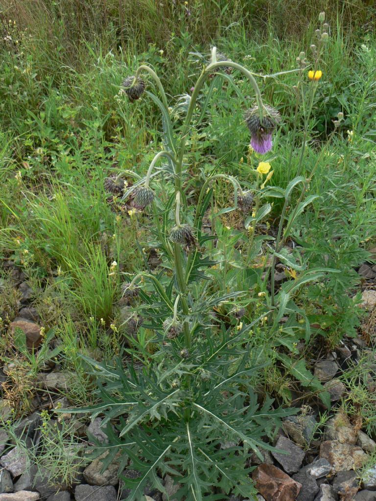 Изображение особи Cirsium pendulum.