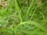 Lathyrus lacteus