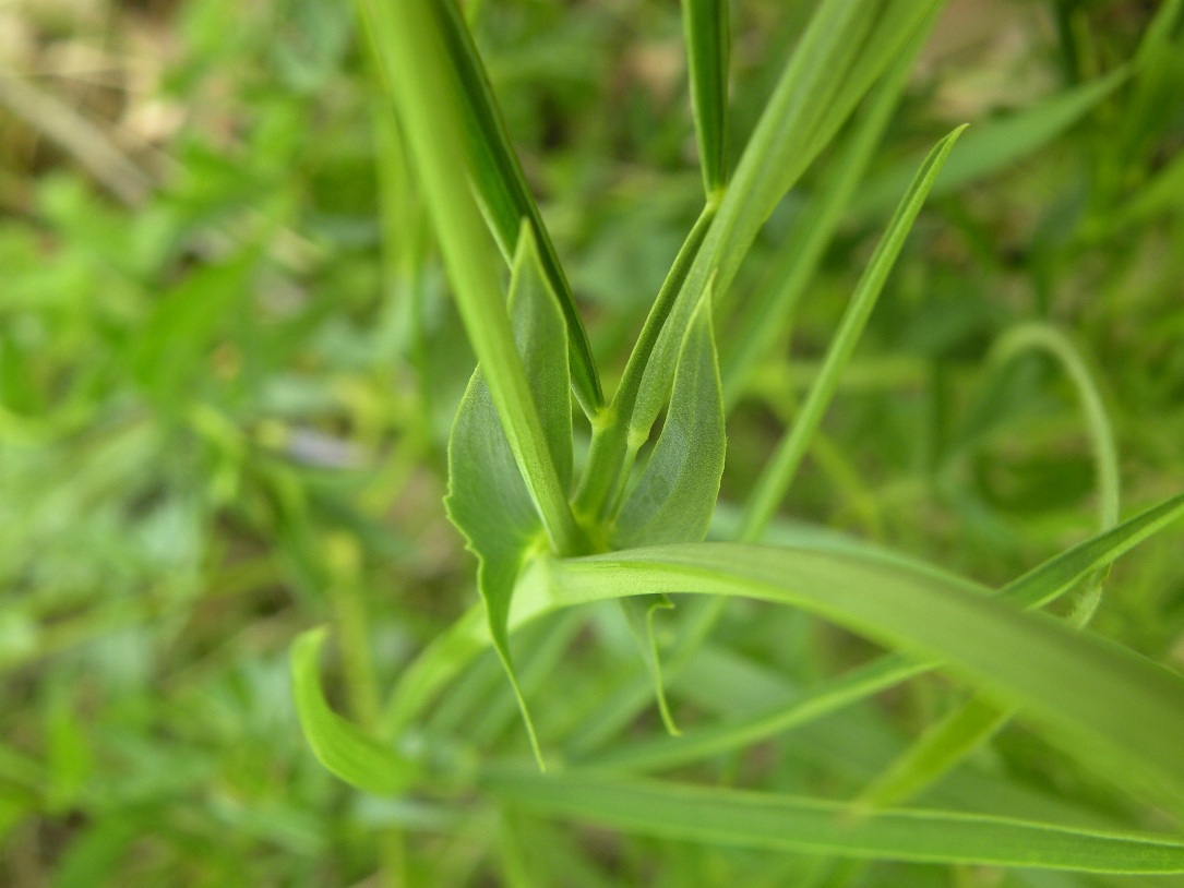 Image of Lathyrus lacteus specimen.