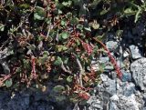 Oxyria digyna. Цветущее растение. Таджикистан, Фанские горы, перевал Алаудин, ≈ 3700 м н.у.м., каменистый сухой склон. 05.08.2017.