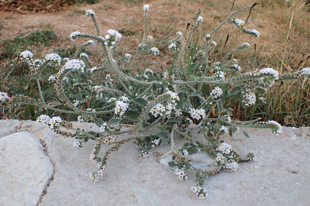 Image of Heliotropium suaveolens specimen.