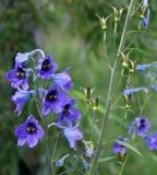 Delphinium elatum. Верхушка соцветия и часть соплодия. Магаданская обл., окр. г. Магадан, мр-н Солнечный, вдоль дороги на дачи. 14.08.2016.