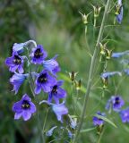 Delphinium elatum