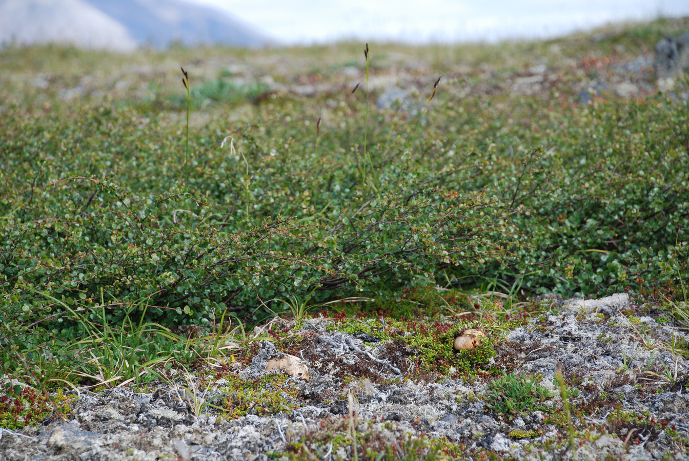 Image of Betula exilis specimen.