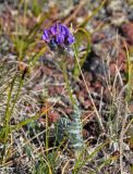 genus Oxytropis