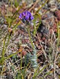 род Oxytropis. Верхушка побега с соцветием. Монголия, аймак Архангай, вулкан Хорго, ≈ 2400 м н.у.м., каменистый склон. 06.06.2017.