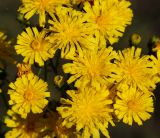 Hieracium umbellatum. Раскрывшиеся соцветия-корзинки (вид сверху). Восточный Казахстан, г. Усть-Каменогорск, правый берег р. Иртыш, луг. 03.08.2017.