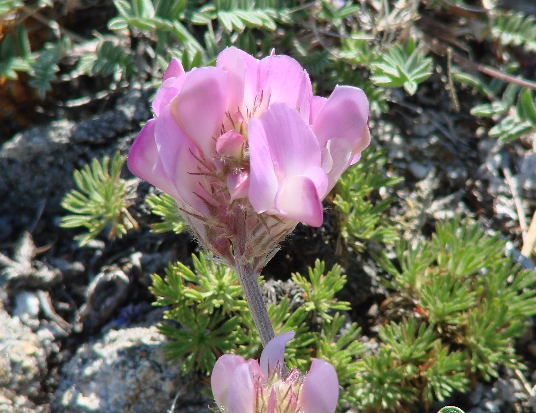 Image of Hedysarum setigerum specimen.