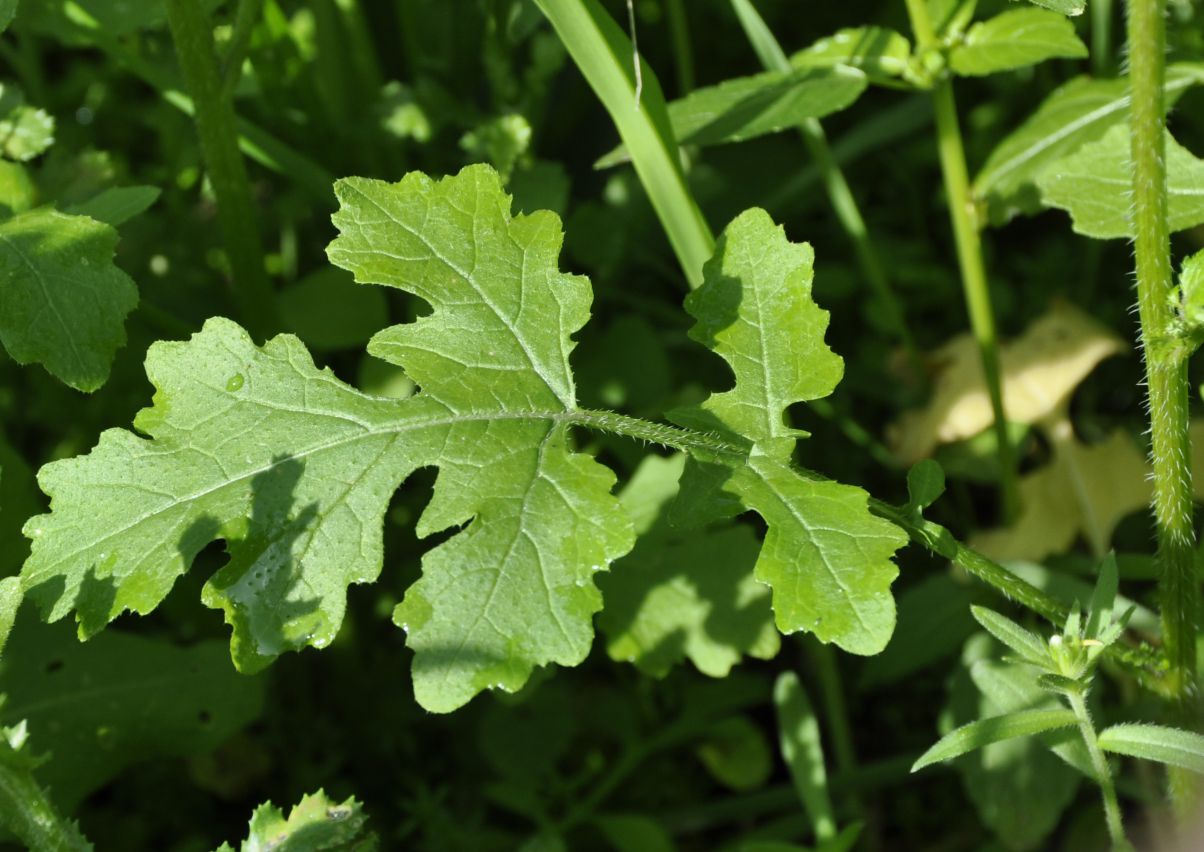 Image of Sinapis alba specimen.
