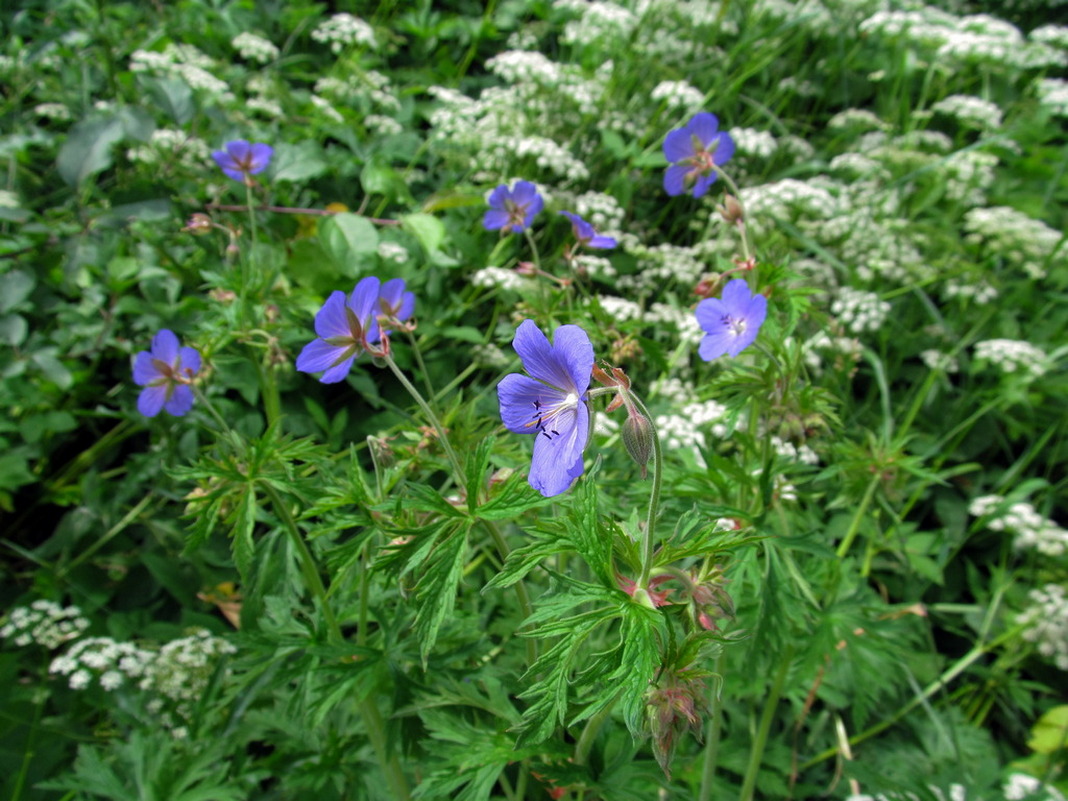 Изображение особи Geranium pratense.