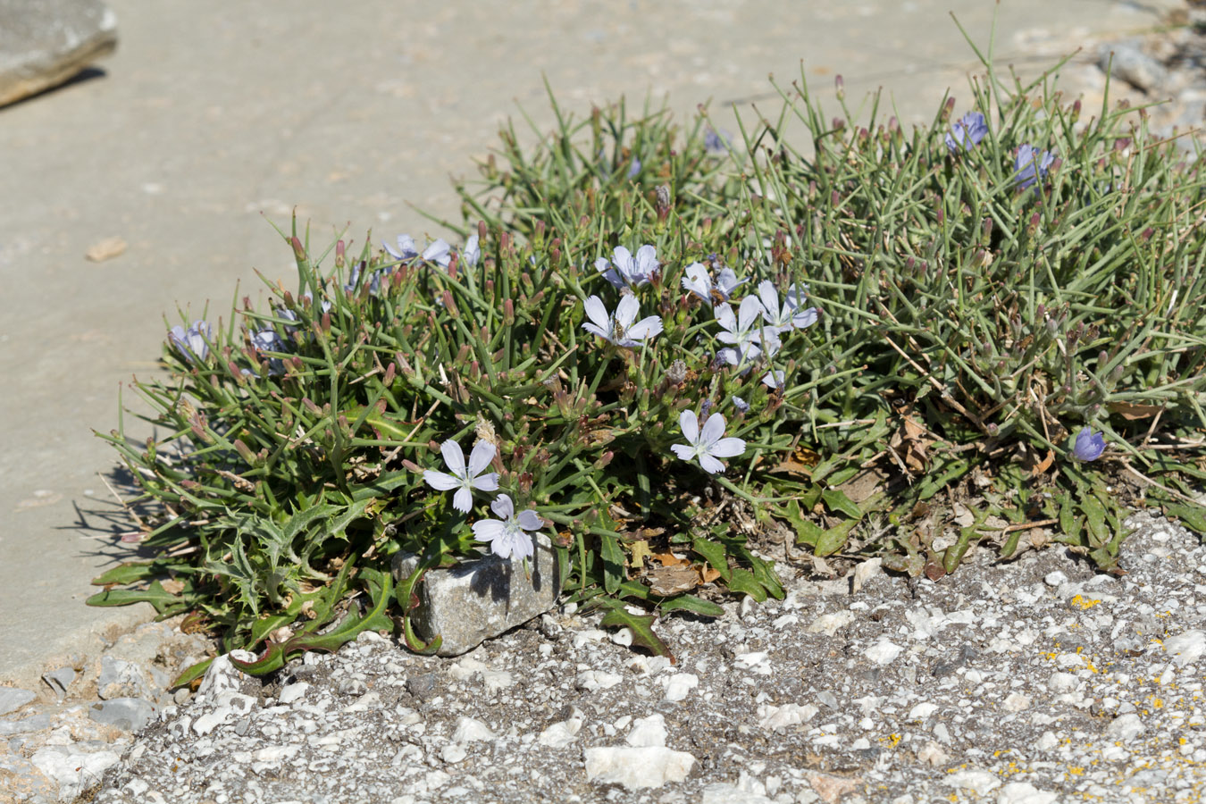 Изображение особи Cichorium spinosum.