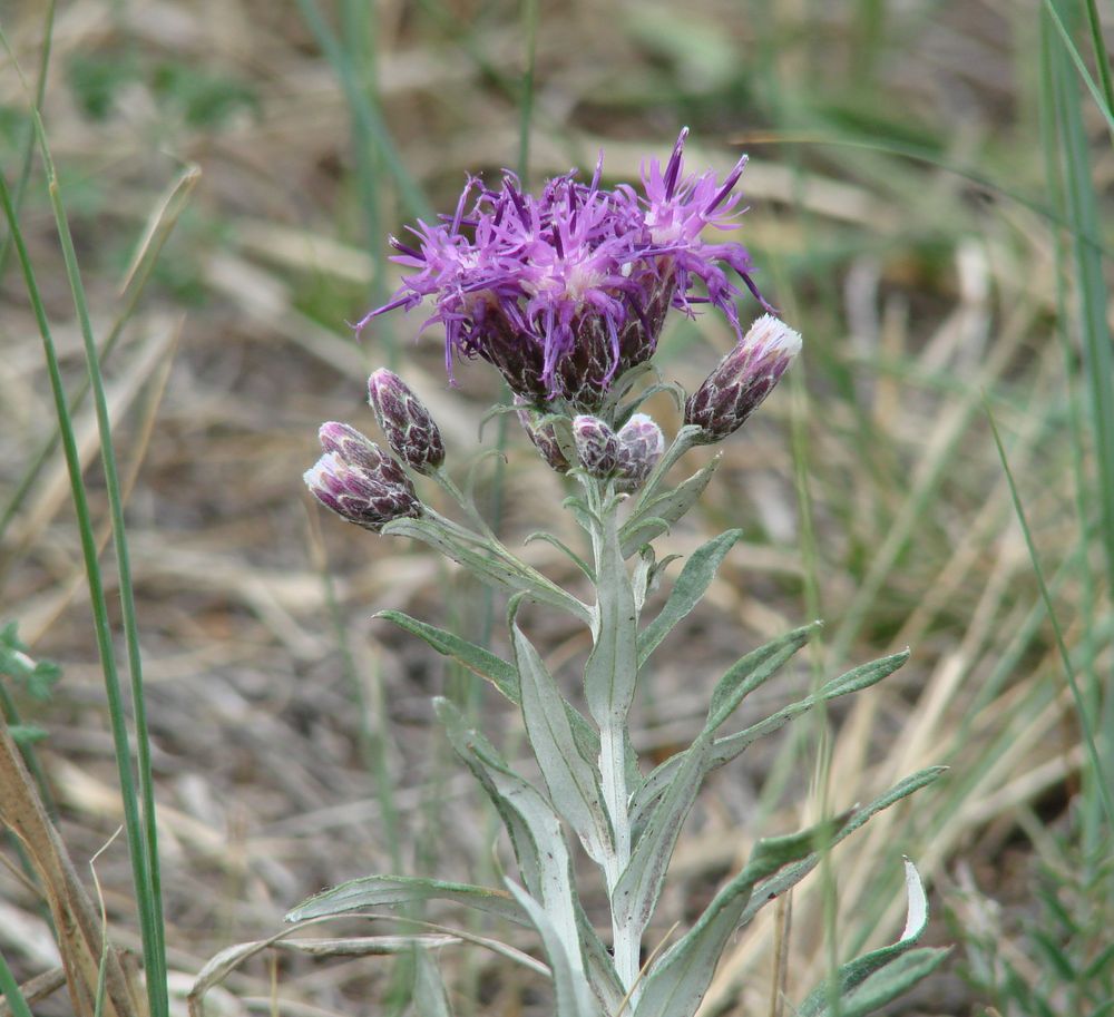 Image of Saussurea salicifolia specimen.