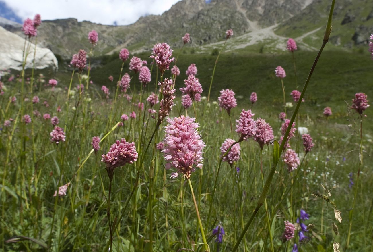 Изображение особи Bistorta carnea.