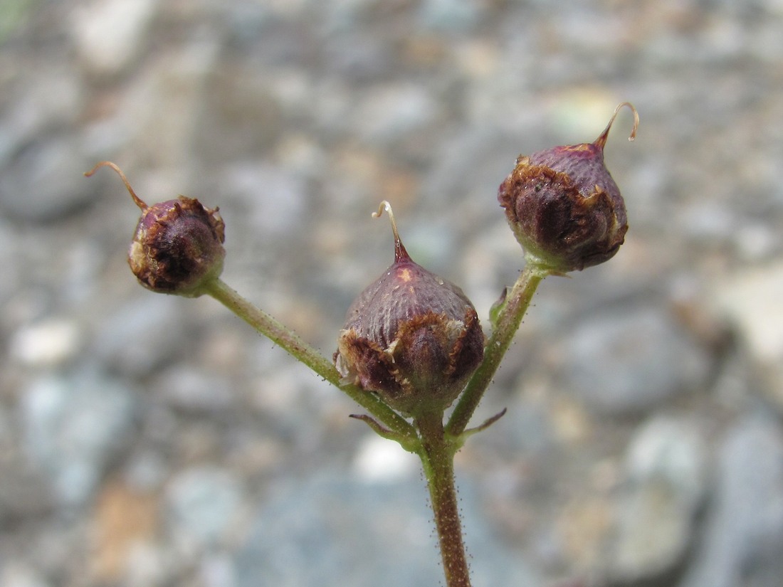Изображение особи Scrophularia olympica.