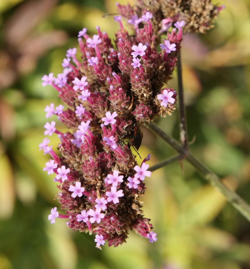 Image of Verbena bonariensis specimen.