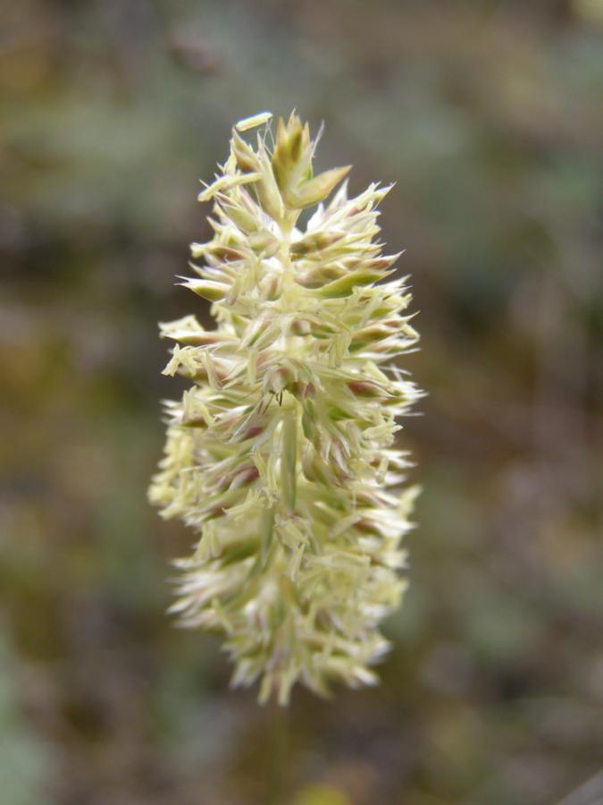 Image of Koeleria brevis specimen.