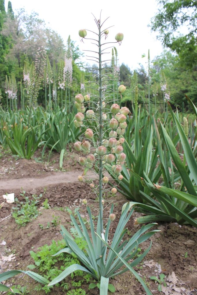 Изображение особи Eremurus alberti.