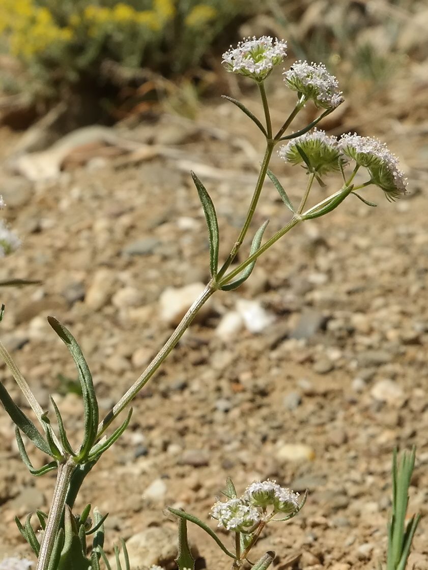 Изображение особи род Valerianella.