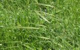 Hordeum spontaneum
