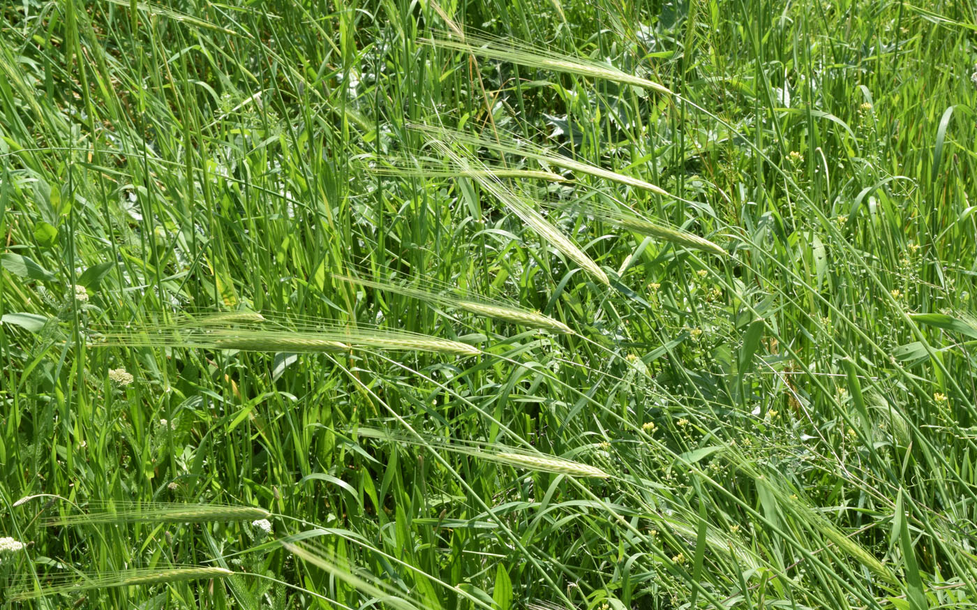 Image of Hordeum spontaneum specimen.