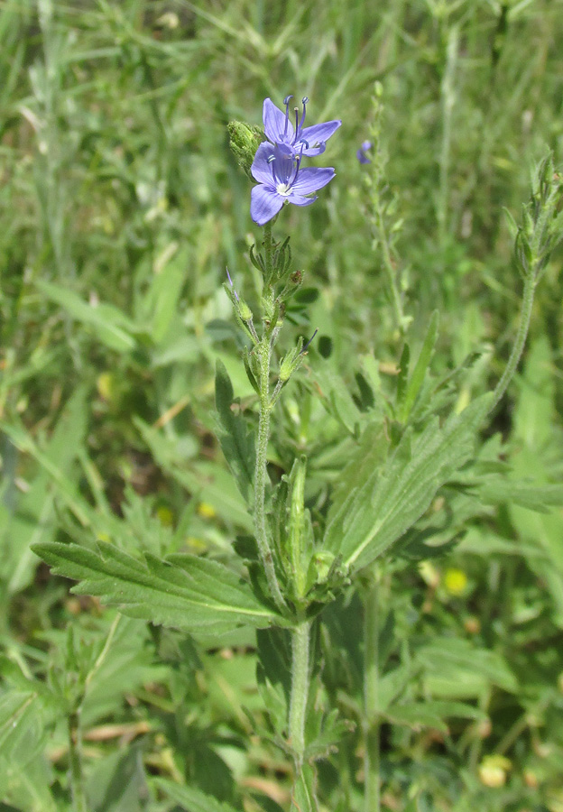 Image of Veronica jacquinii specimen.