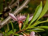 Amygdalus nana. Верхушка цветущего побега. Пермский край, пос. Юго-Камский, частное подворье, в культуре. 27 мая 2018 г.
