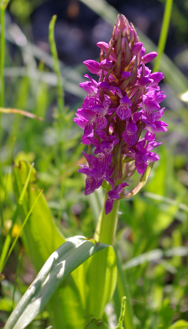 Image of Dactylorhiza incarnata specimen.
