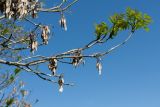 Fraxinus excelsior