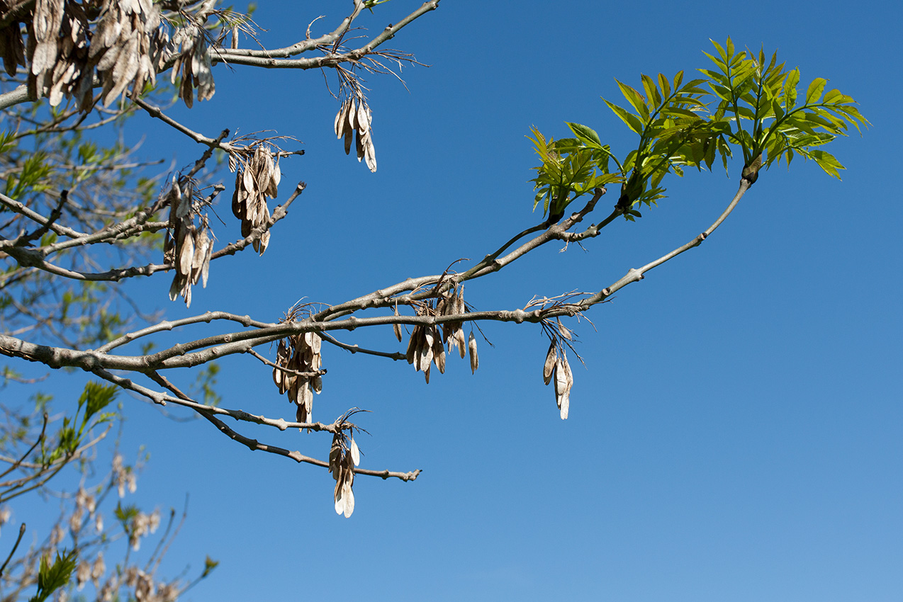 Image of Fraxinus excelsior specimen.