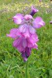 Gladiolus tenuis