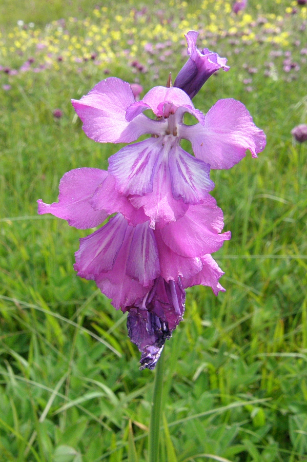 Изображение особи Gladiolus tenuis.