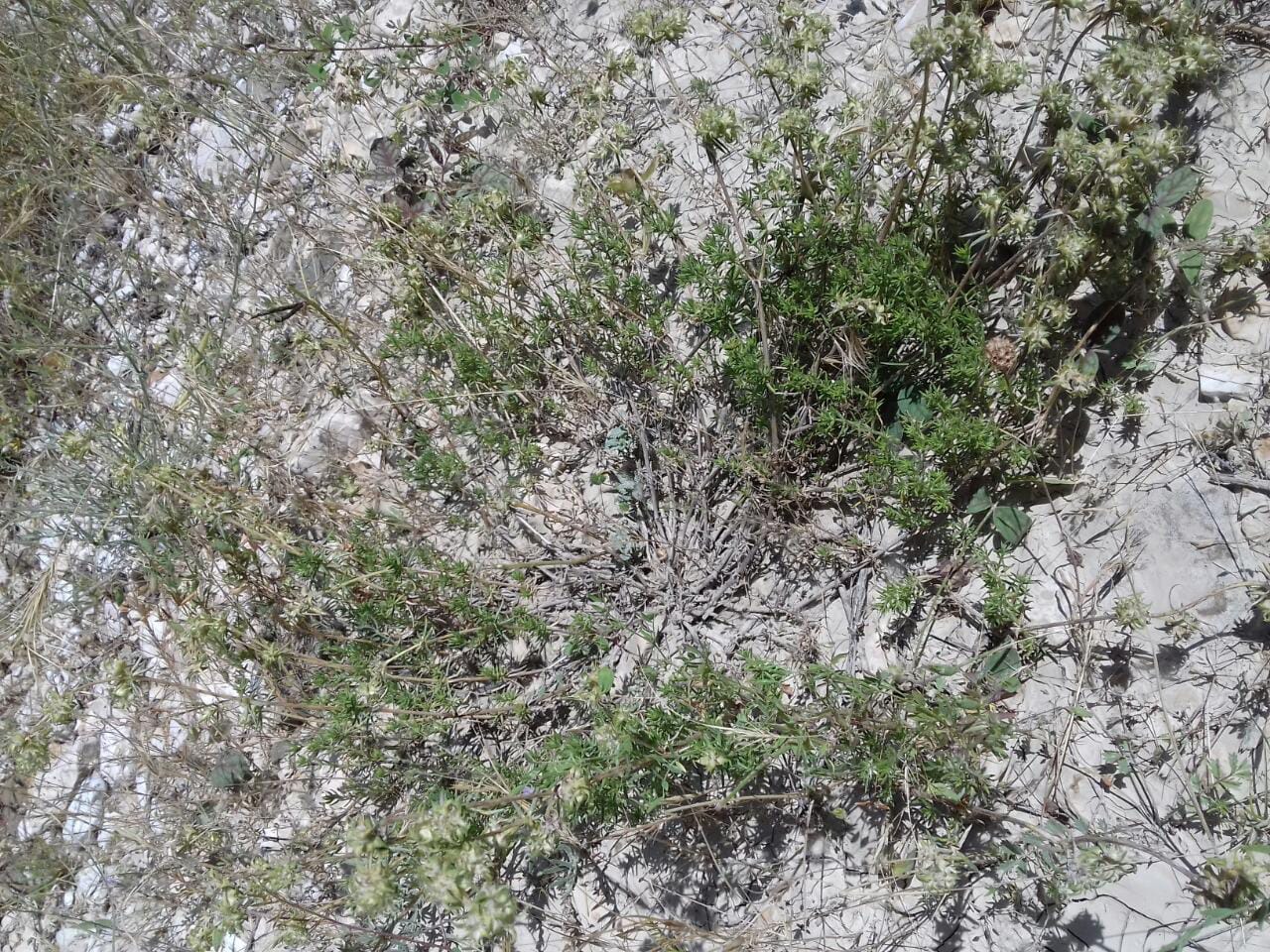 Image of Asperula glomerata specimen.