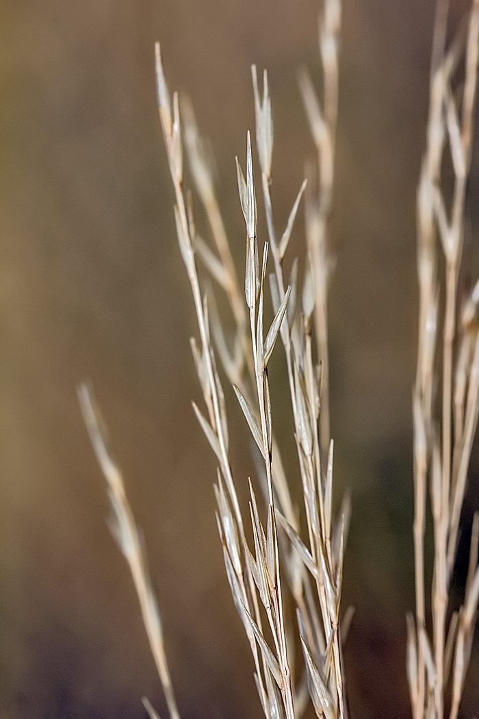 Изображение особи род Stipa.