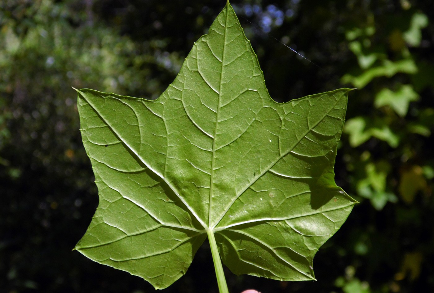 Image of Echinocystis lobata specimen.