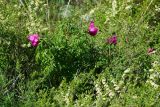 Paeonia hybrida