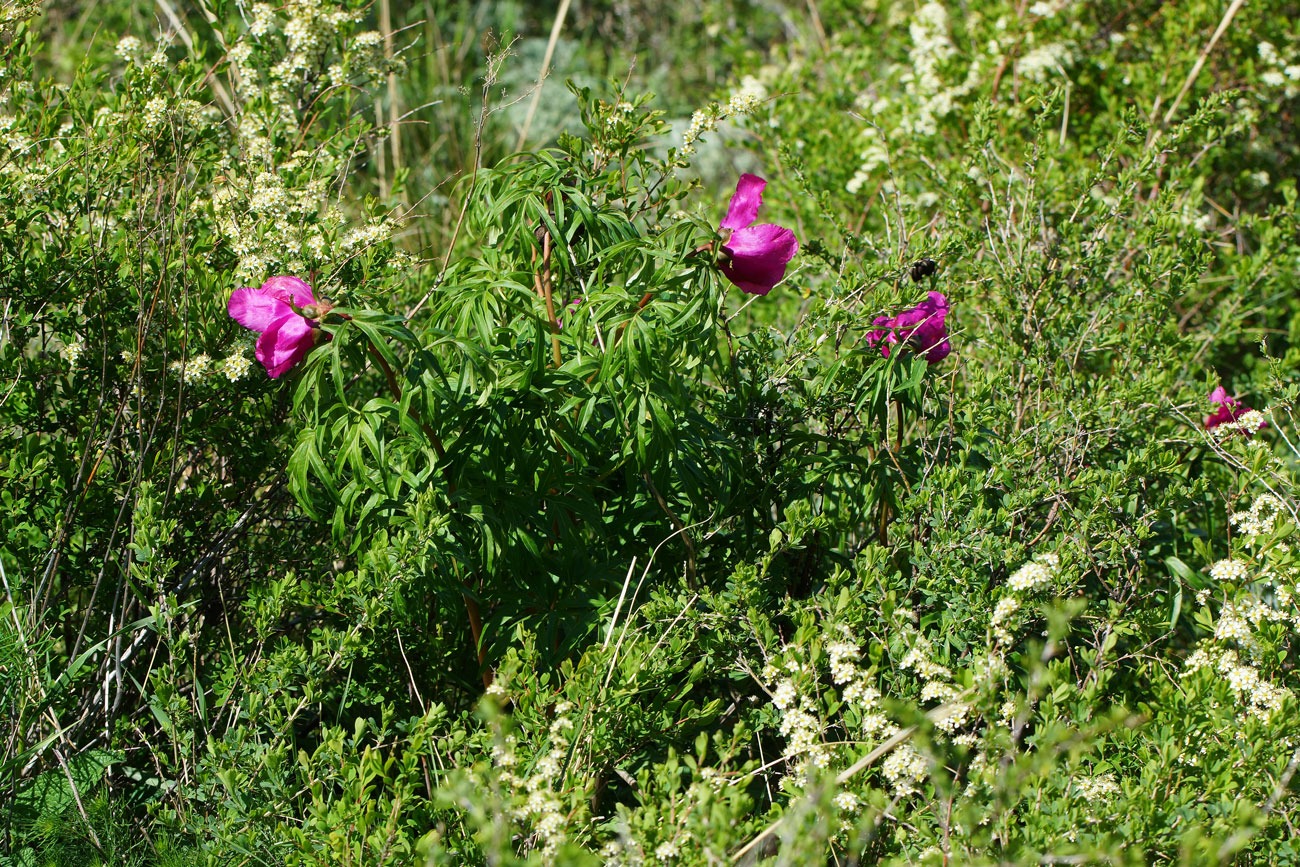 Изображение особи Paeonia hybrida.