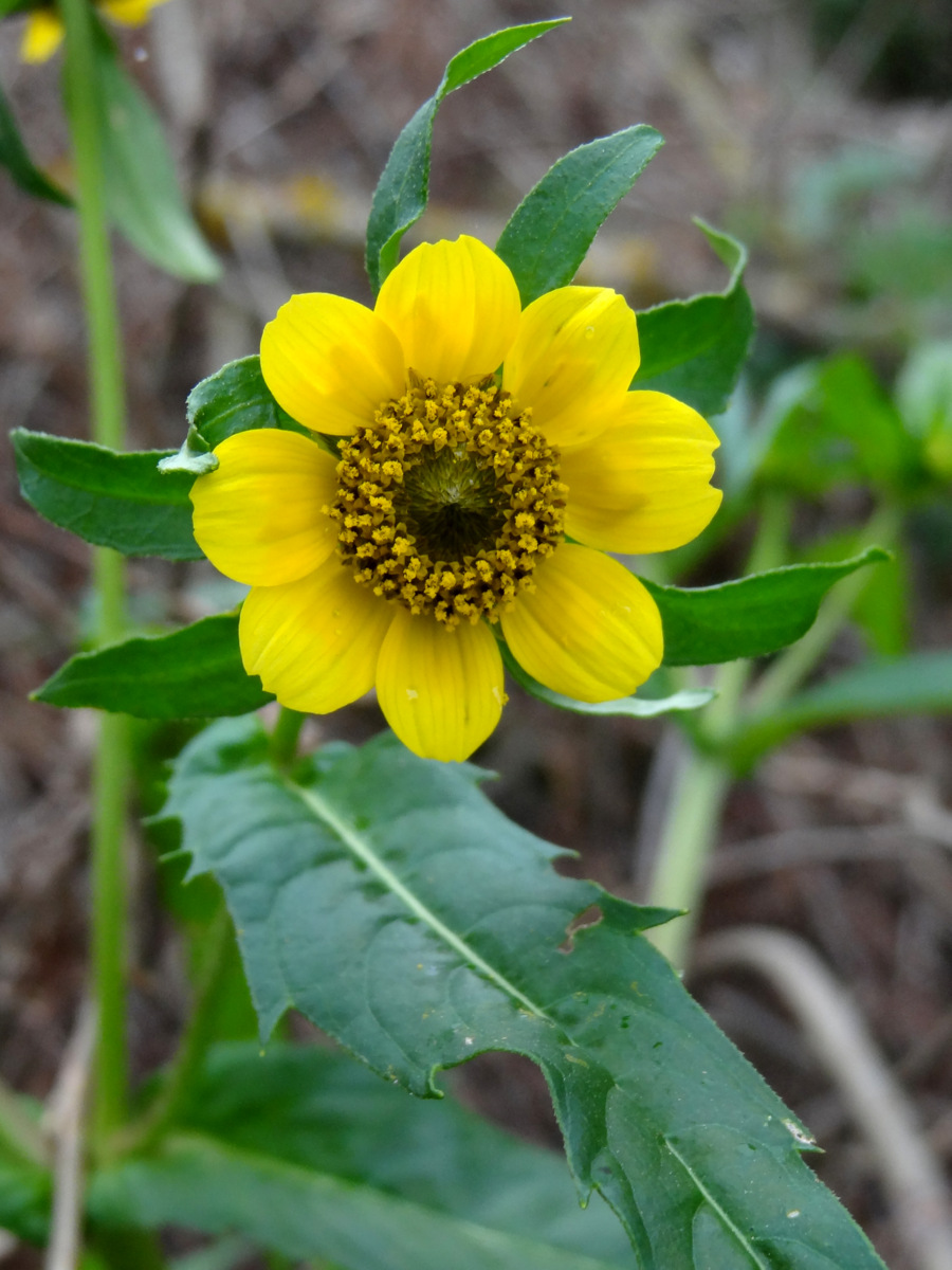 Изображение особи Bidens cernua var. radiata.