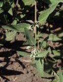 Caryopteris × clandonensis. Верхушка побега. Украина, г. Запорожье, Запорожский детский ботанический сад. 23.08.2018.