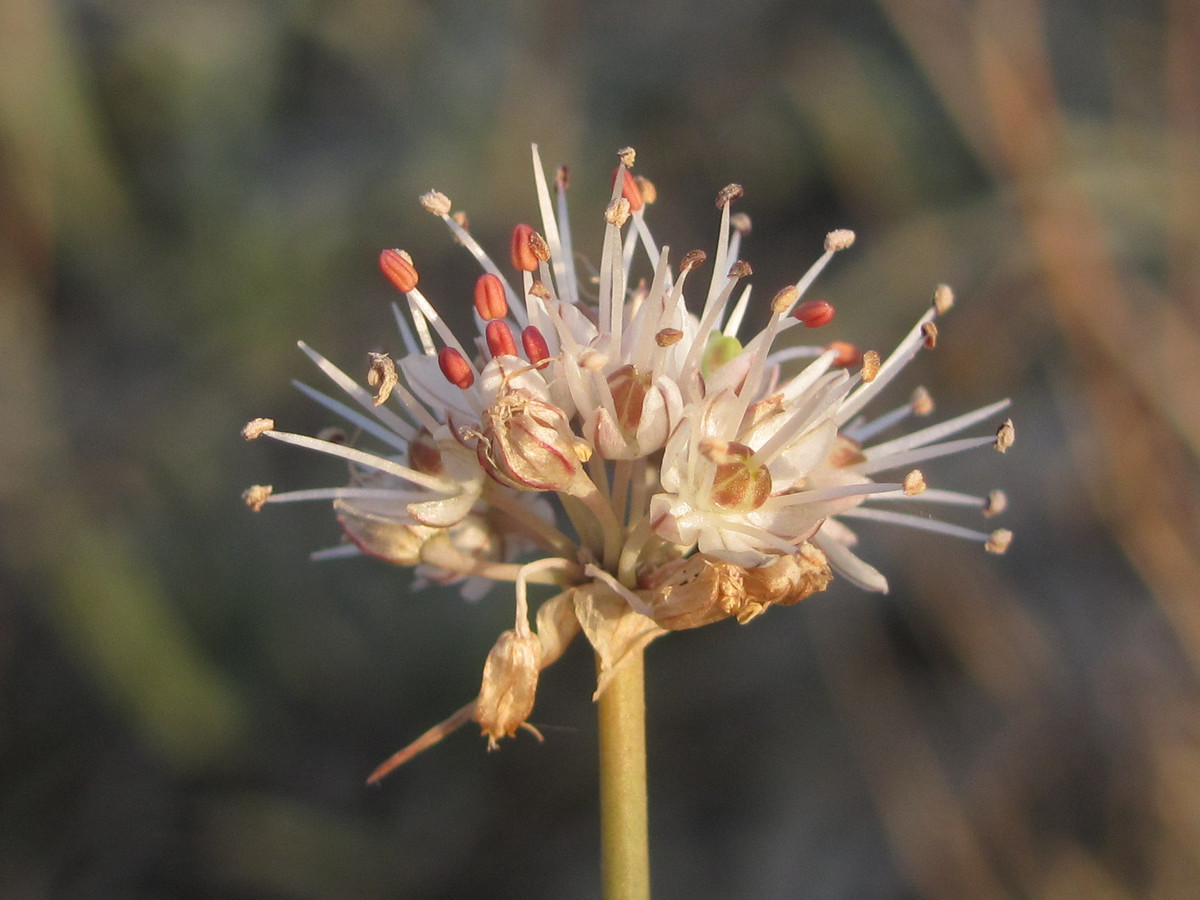 Image of Allium tarkhankuticum specimen.