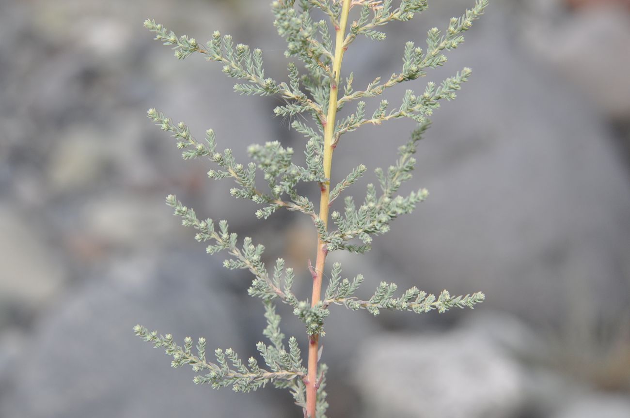 Image of genus Myricaria specimen.