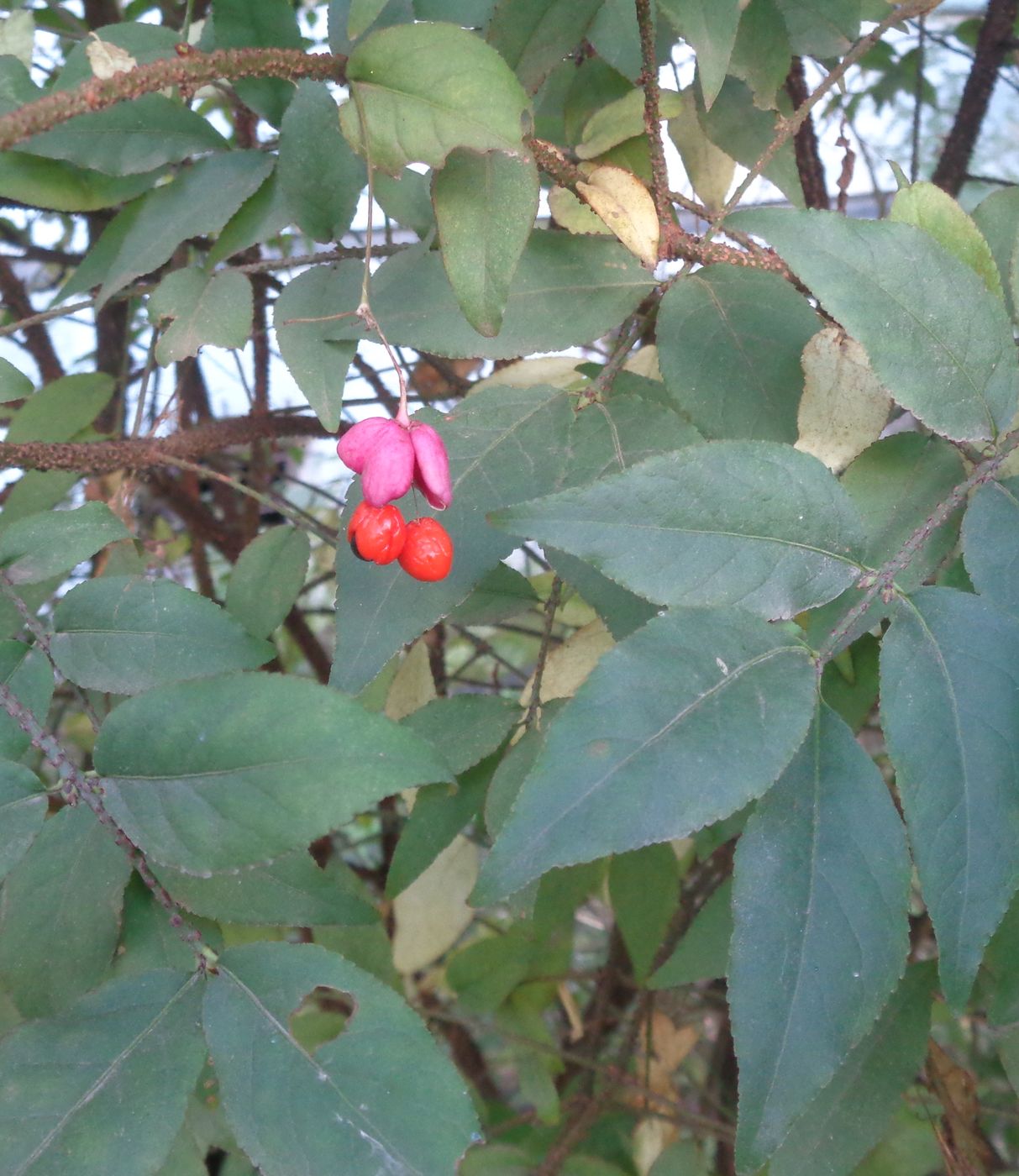 Изображение особи Euonymus verrucosus.