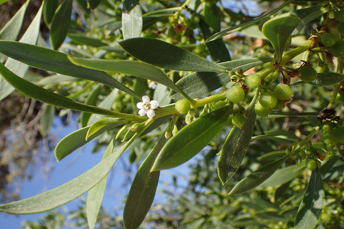 Image of Myoporum acuminatum specimen.