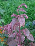 Atriplex hortensis