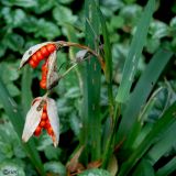 Iris foetidissima
