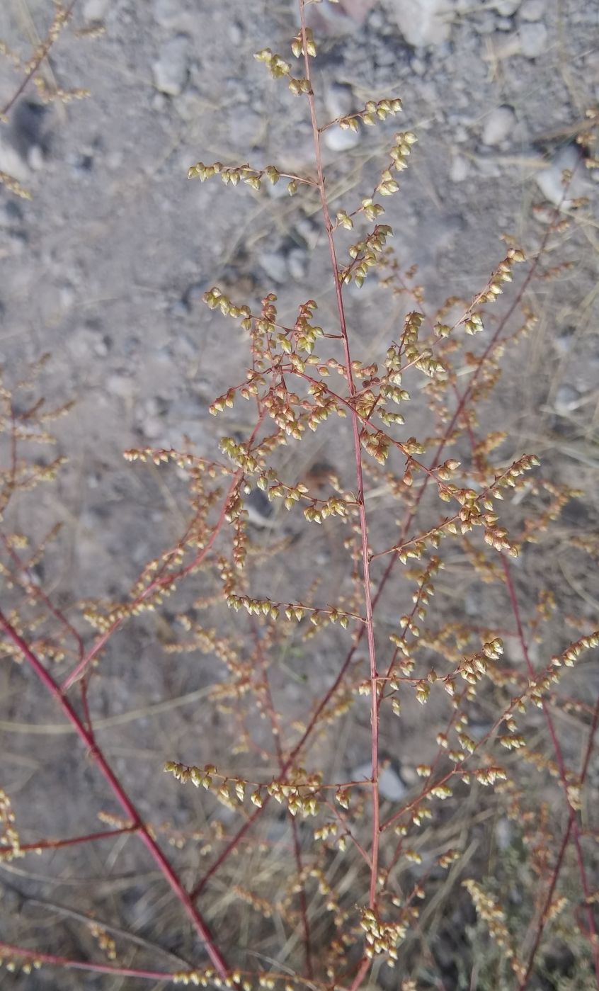 Изображение особи Artemisia scoparia.